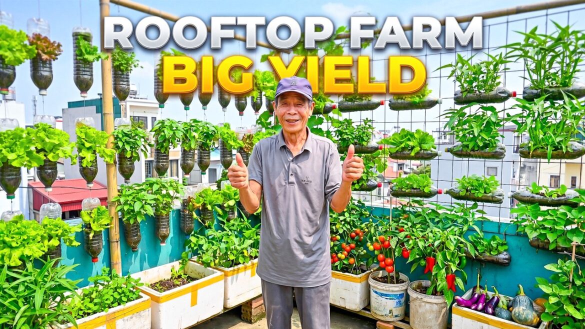 Small Rooftop Garden Ideas That Produce a Huge Vegetable Harvest Small Rooftop Garden Ideas That Produce a Huge Vegetable Harvest