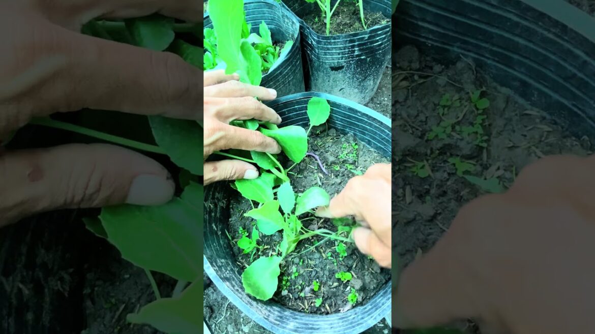 Remove the grass from vegetable #gardening #roomtogrow #villagelife #homegarden #naturalvegetables