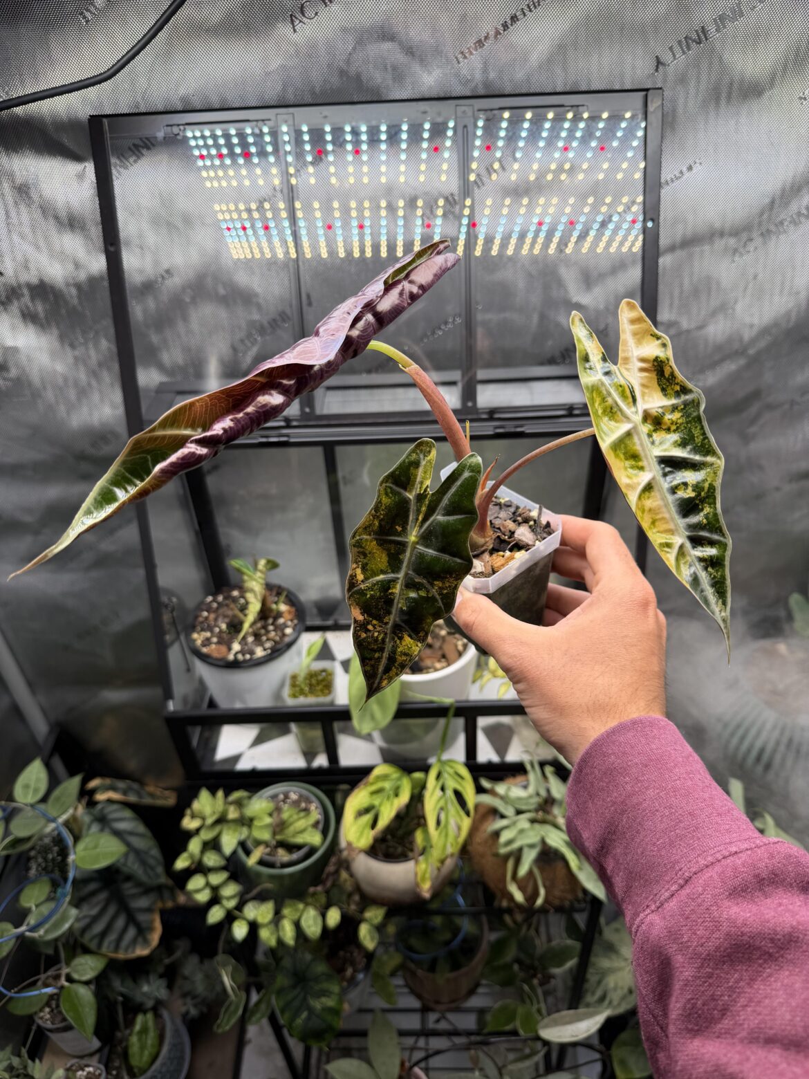Pseudo sanderiana has got to be my favorite ever. The colors are stunning!
