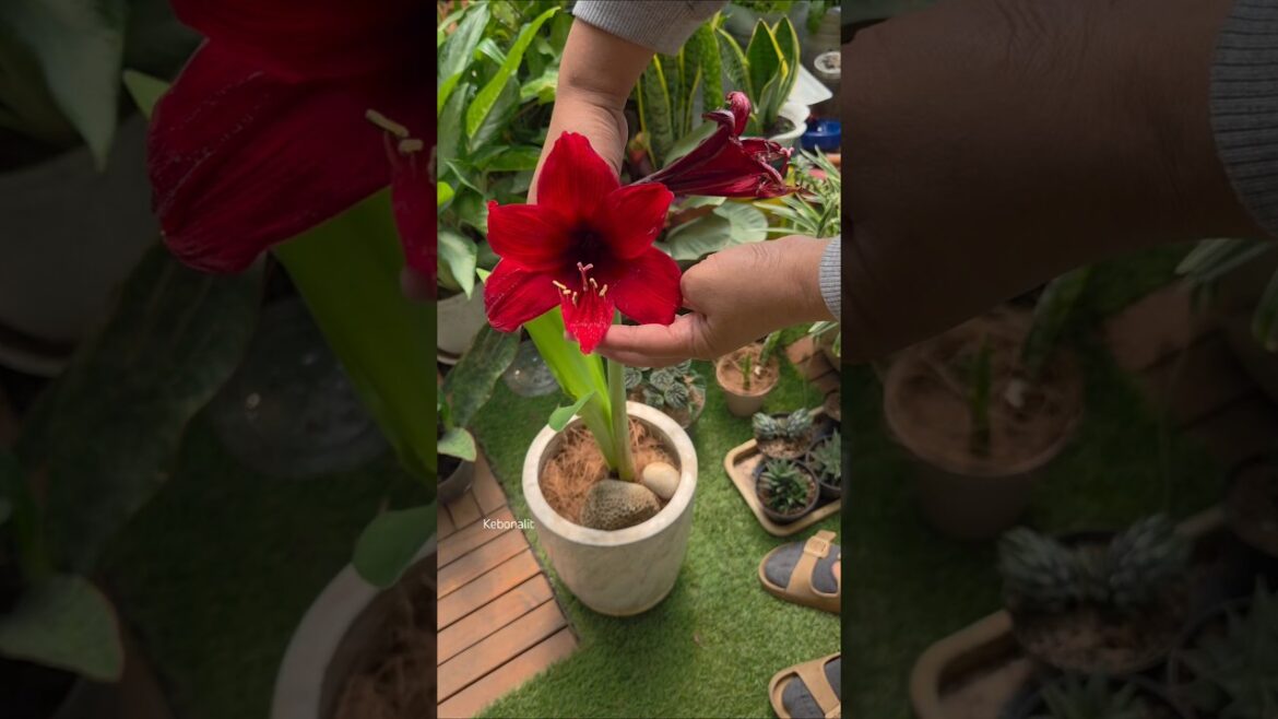Why your Amaryllis pollination failed⁉️🥀💔