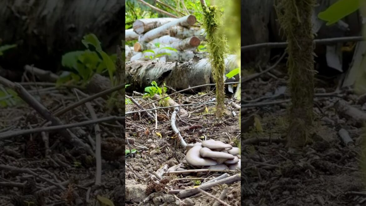 Making a mushroom alley with @Everland_Farm !