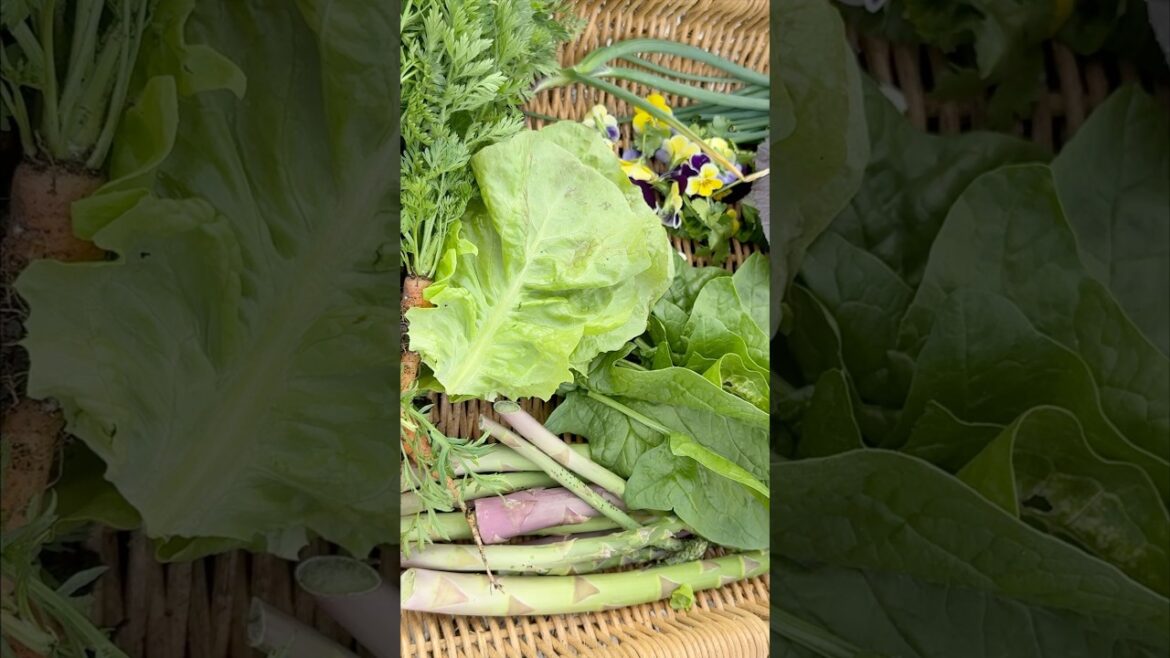 Harvest with RevitaSoil #growyourownfood #garden #gardening #harvest #backyardgarden