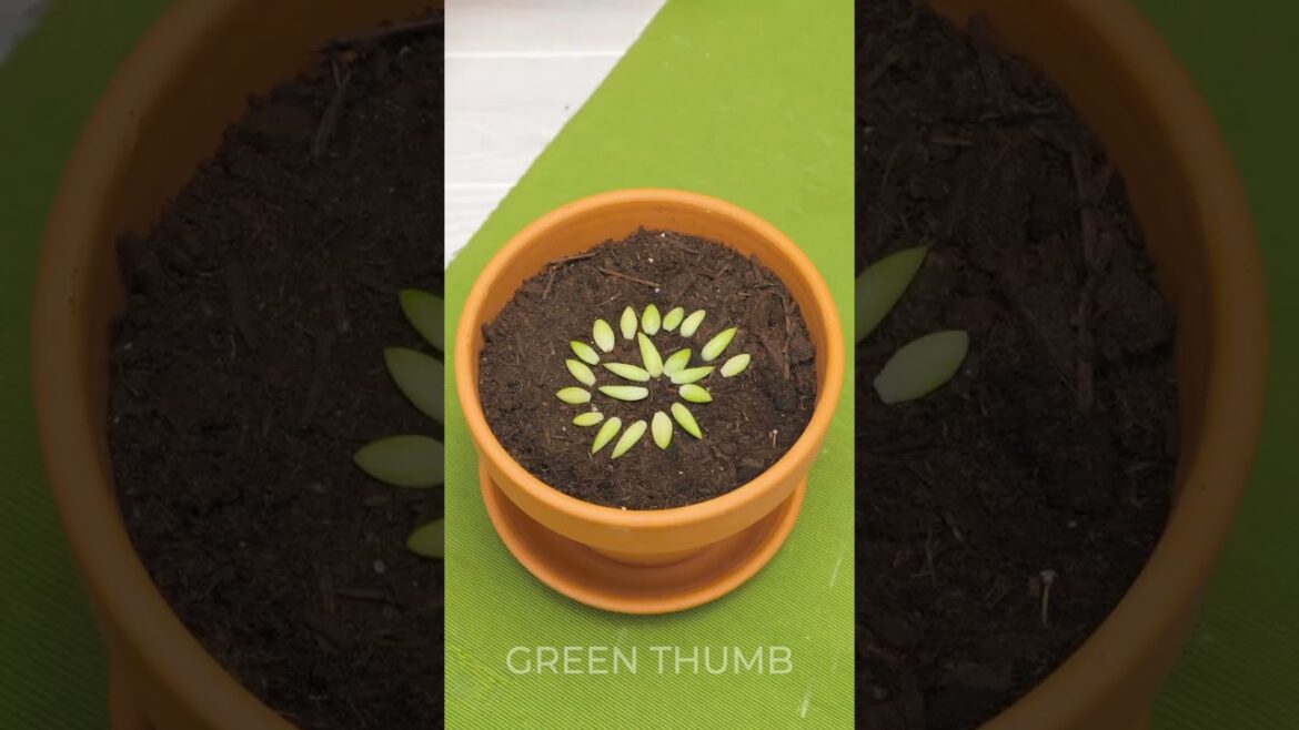 Inventive plant growing techniques for dream garden! 🌼