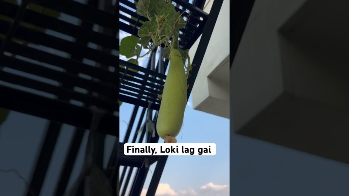 Finally Loki lag gai #gardening #shortvideo #garden #farming