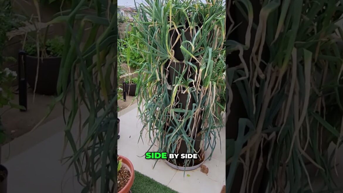 California Gardening: GreenStalk Leaf vs. Classic: Which Vertical Planter is Best? 🪴 GreenStalk Leaf vs. Classic: Which Vertical Planter is Best? 🪴