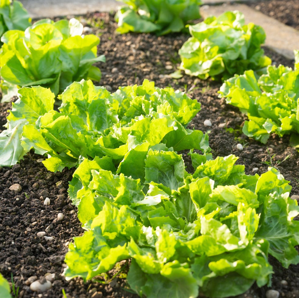 Vegetable planting mistakes lettuce plants growing in a garden bed