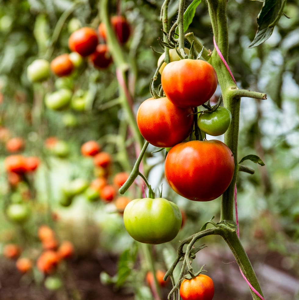 Vegetable gardening mistakes beginners make close up of green and red tomatoes on a vine