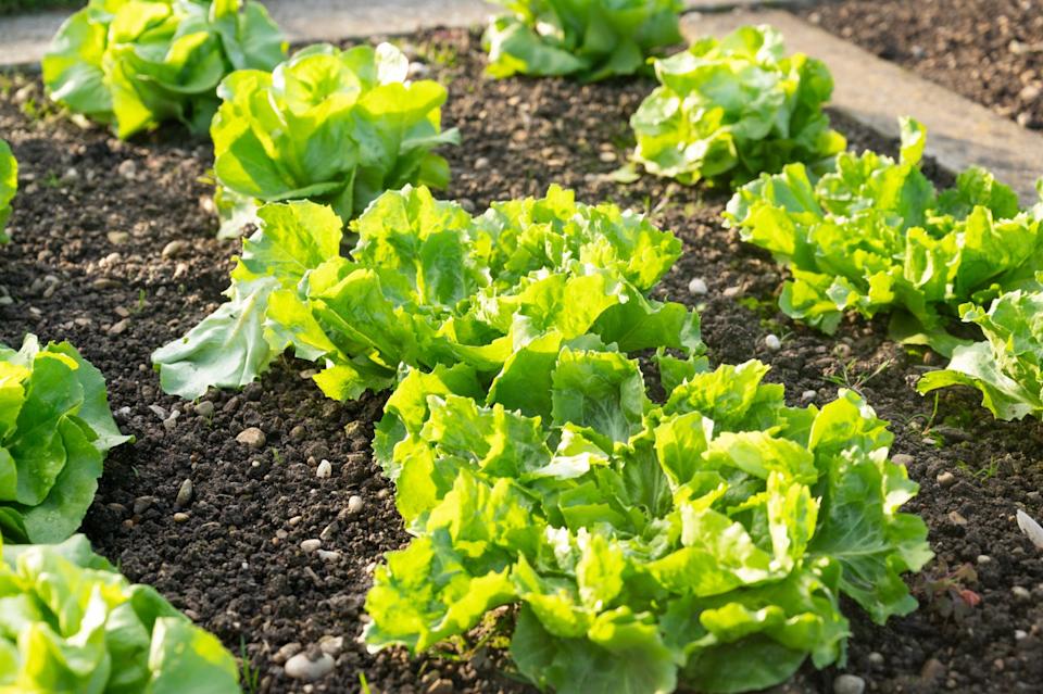 lettuce plants growing in a garden bed