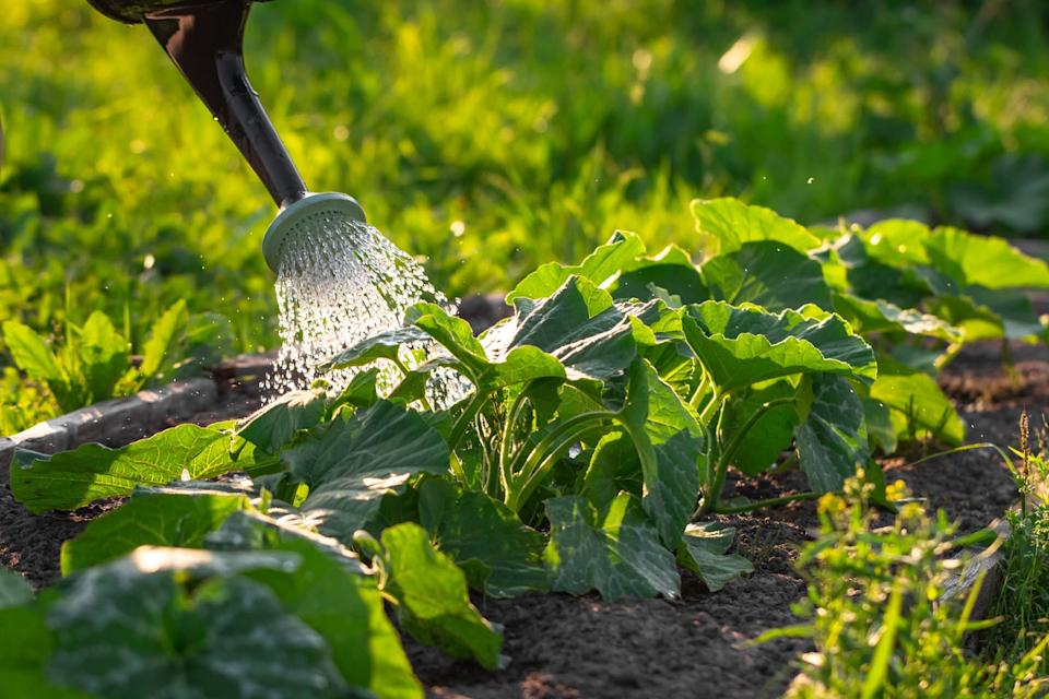 vegetables growing outside being watered