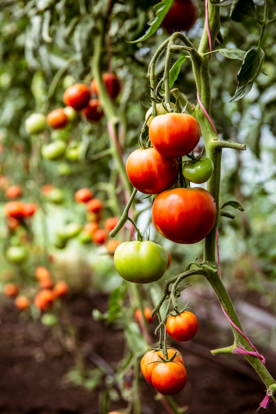 close up of green and red tomatoes on a vine