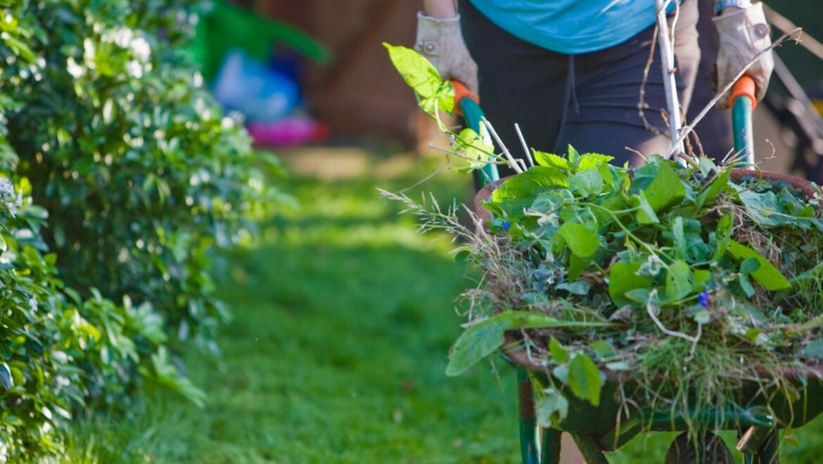Aldi’s new ‘multi-use’ £15 garden gadget that burns weeds and lights BBQs Daily Record