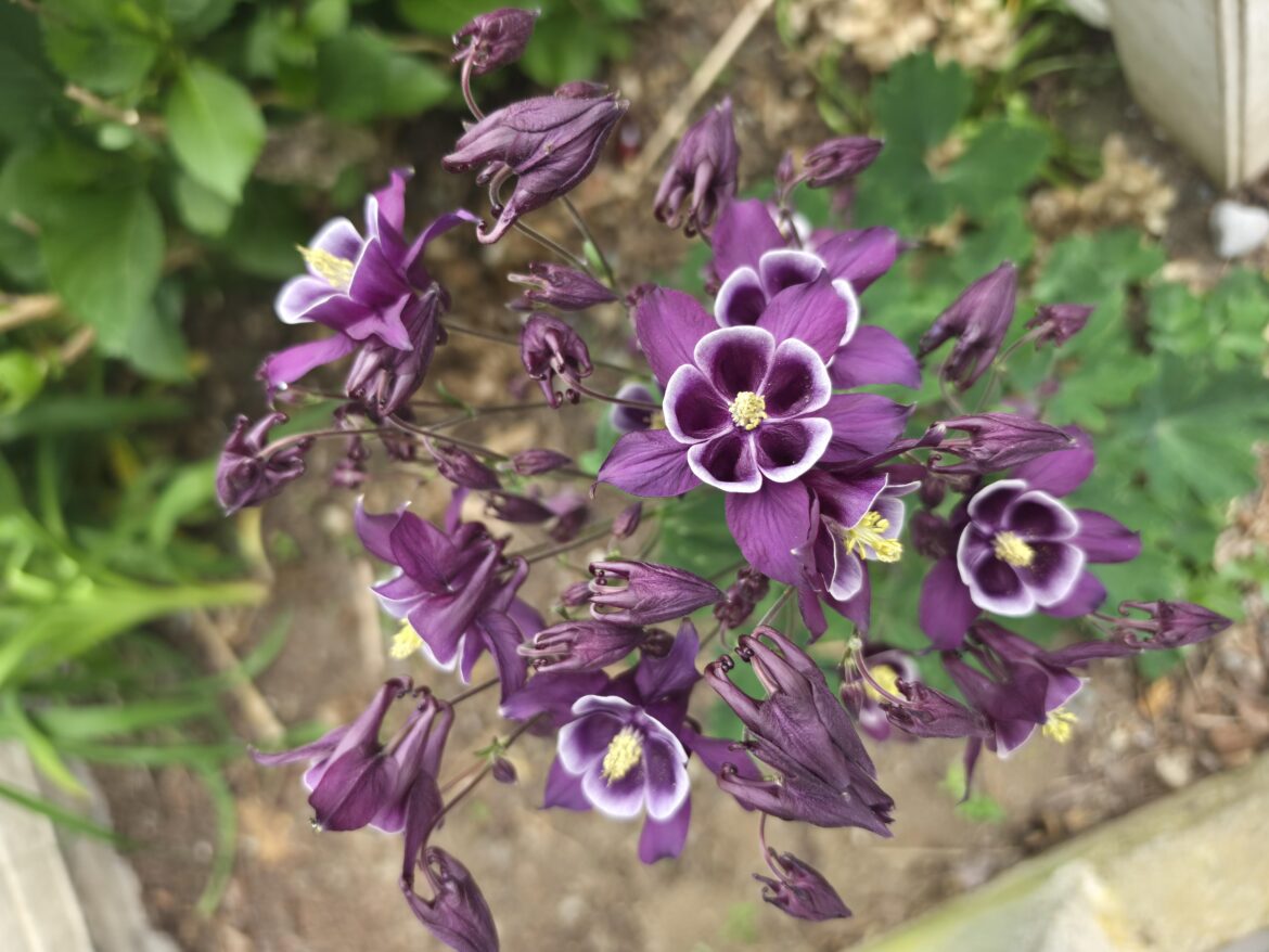 What is this beauty?