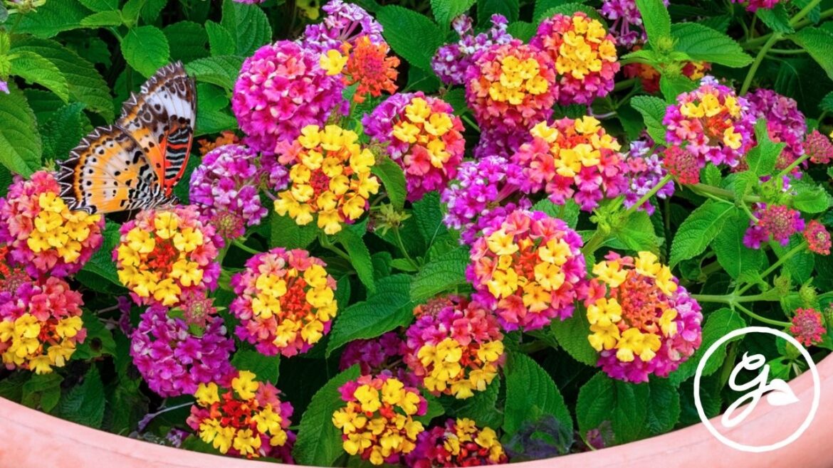 8 Summer Flowers for Pots That Bloom Nonstop All Season 8 Summer Flowers for Pots That Bloom Nonstop All Season