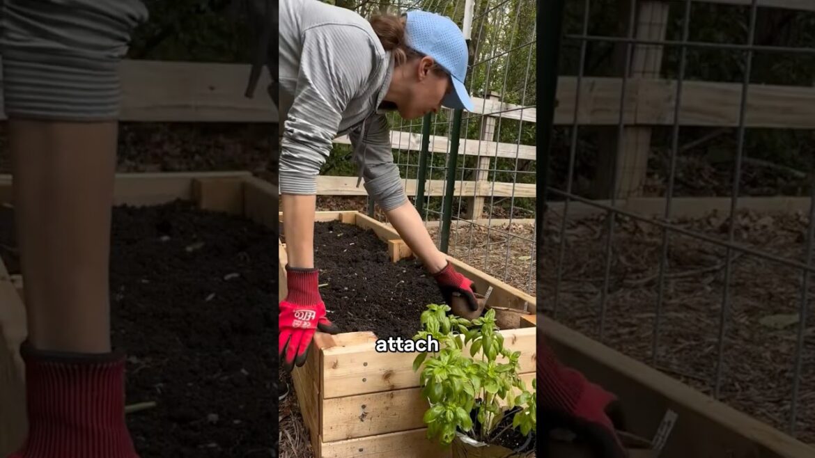 Garden Arch from Metal Mesh in 15 Minutes Garden Arch from Metal Mesh in 15 Minutes