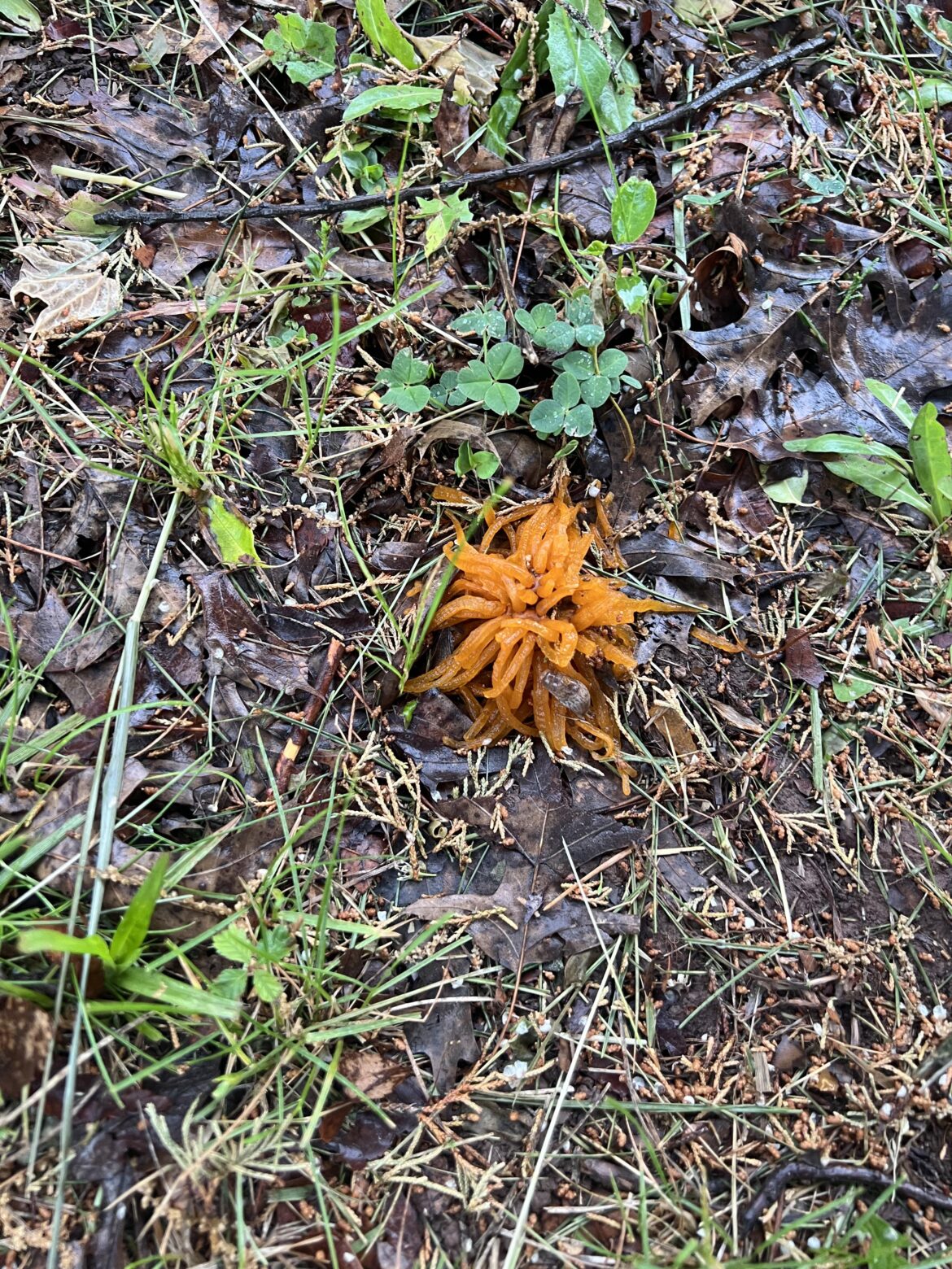 Lovecraftian Monster or some kind of seed pod? Lovecraftian Monster or some kind of seed pod?