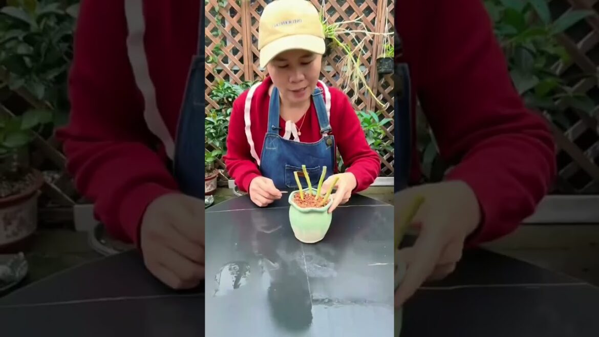Plant propagation hacks #gardening
