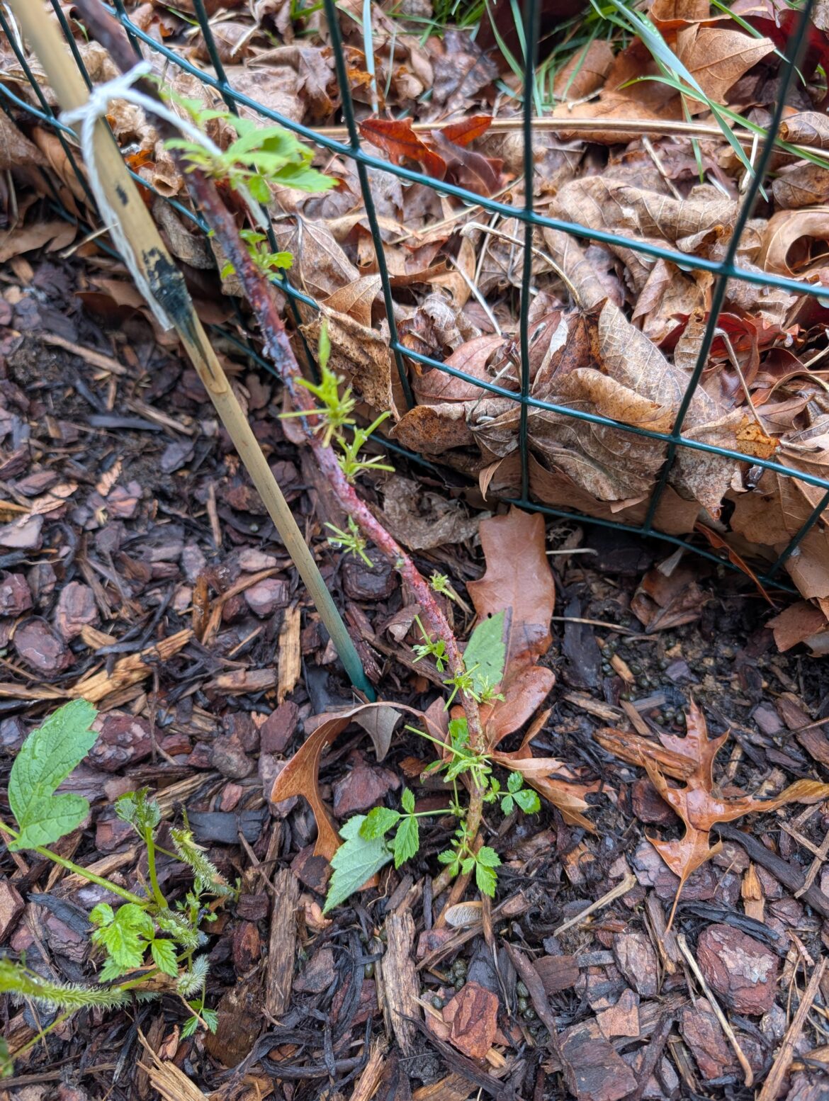 Black Raspberry leaf damage Black Raspberry leaf damage