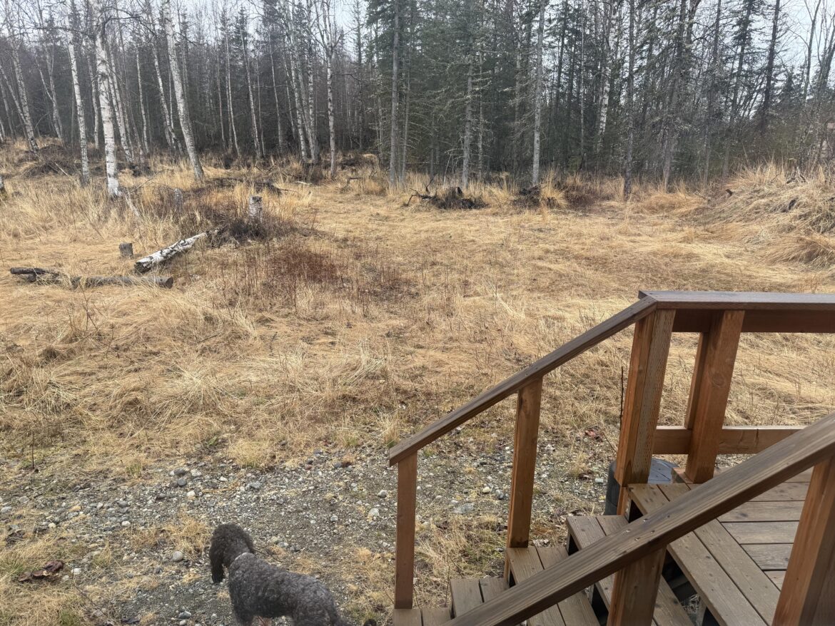 How do I tame this yard? How do I tame this yard?