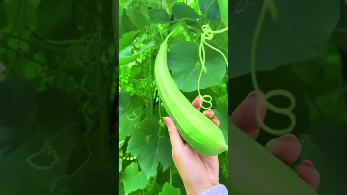 #harvesting #vegetable #gardeningathome