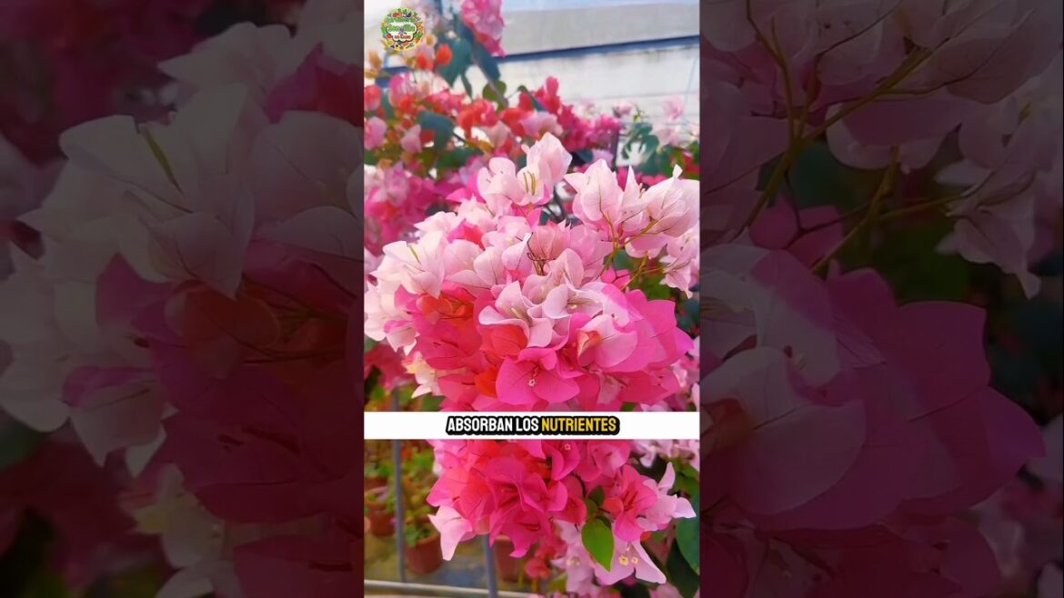 tips de jardinería #plantas #jardin
