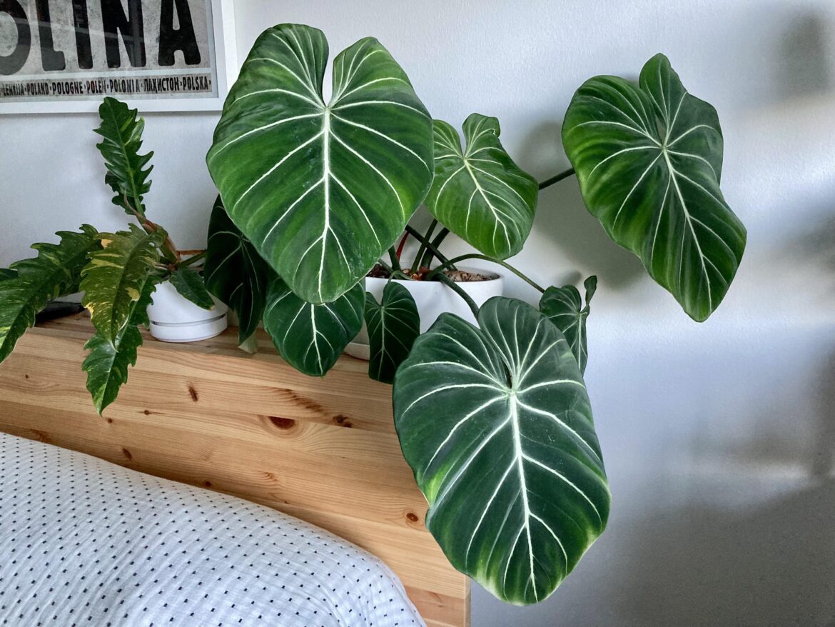 Gloriosum, one of my favorite philos