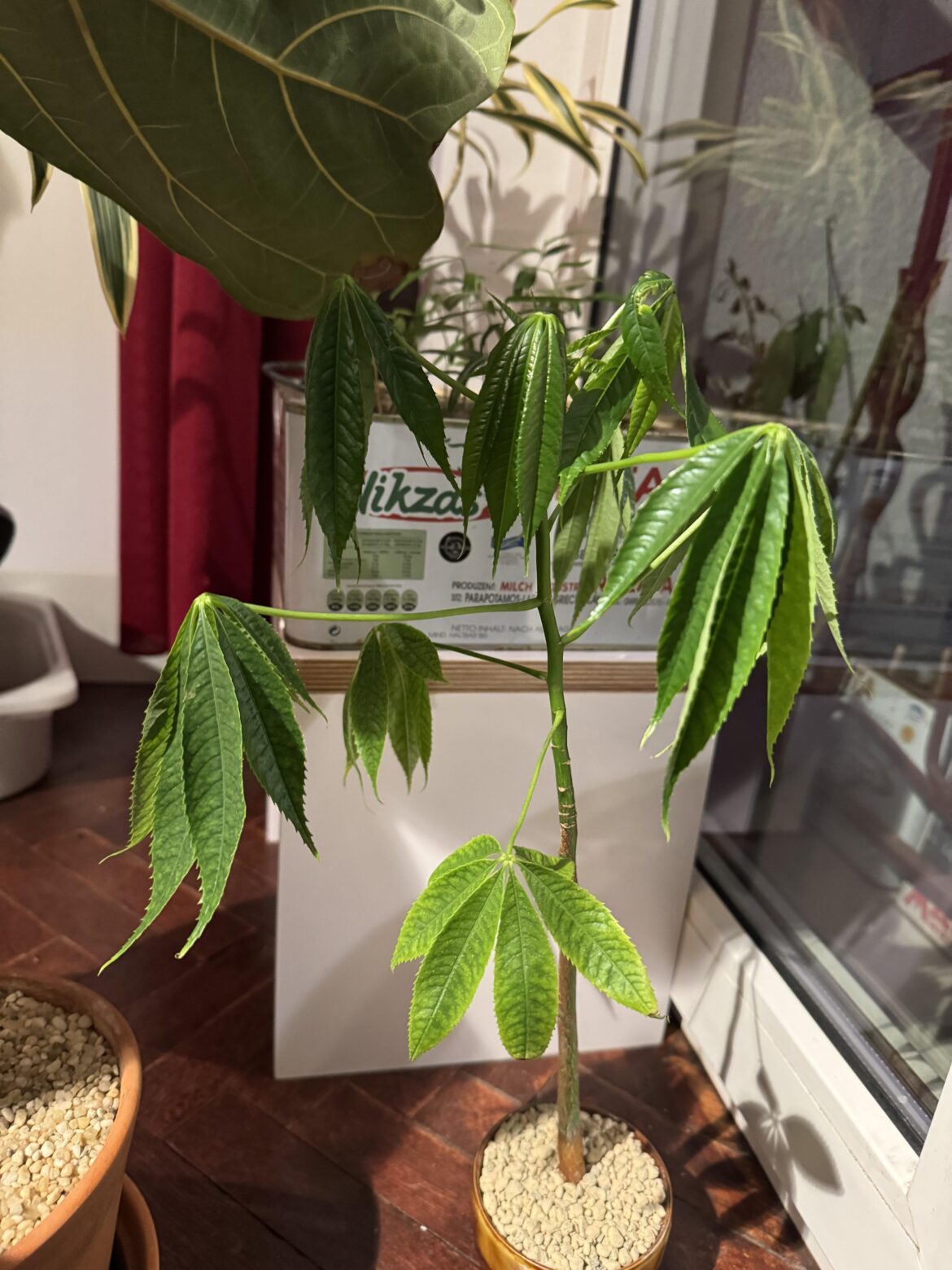 is it gonna survive? (ceiba speciosa) is it gonna survive? (ceiba speciosa)