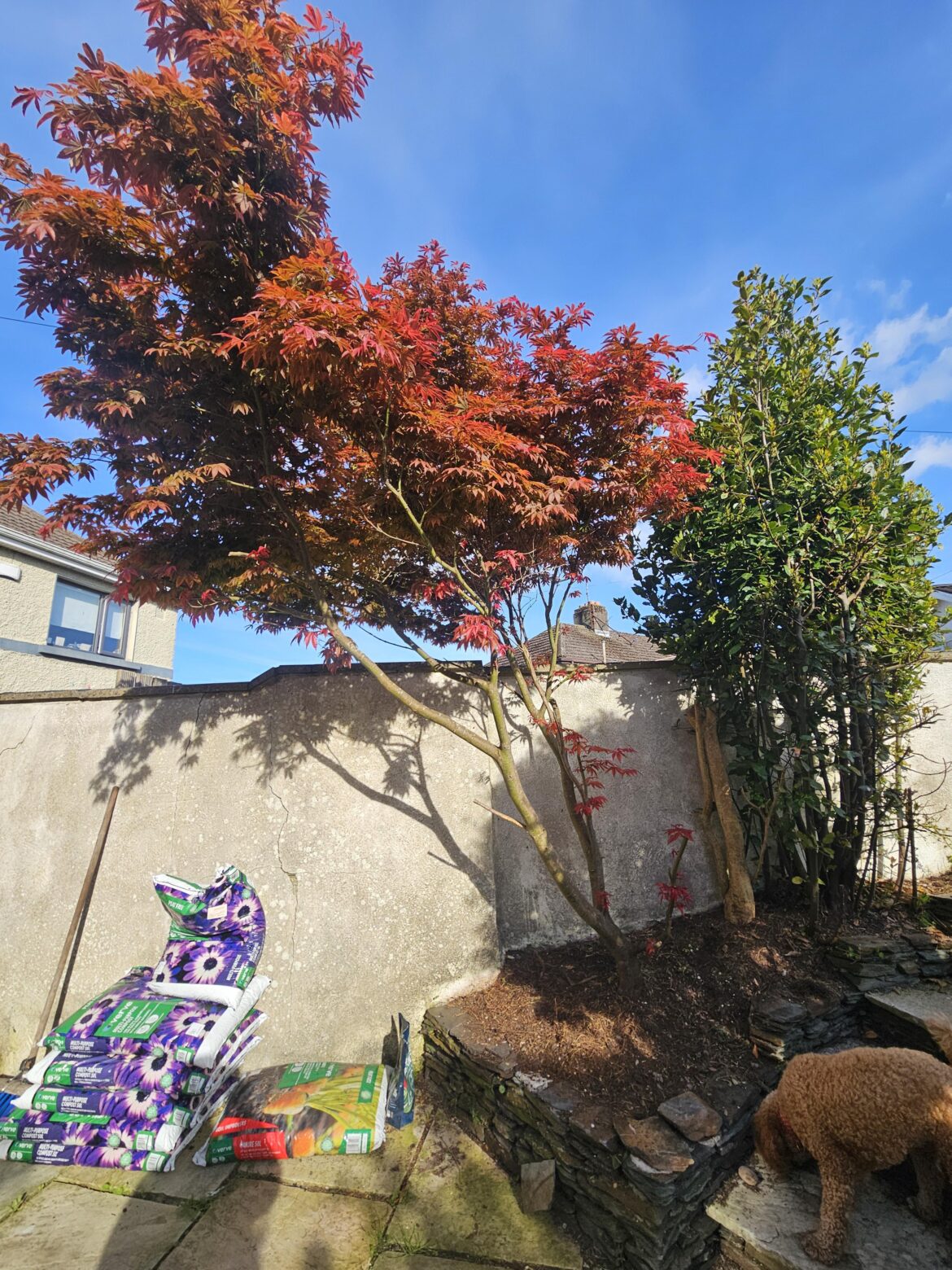 What to plant at the bottom of this tree