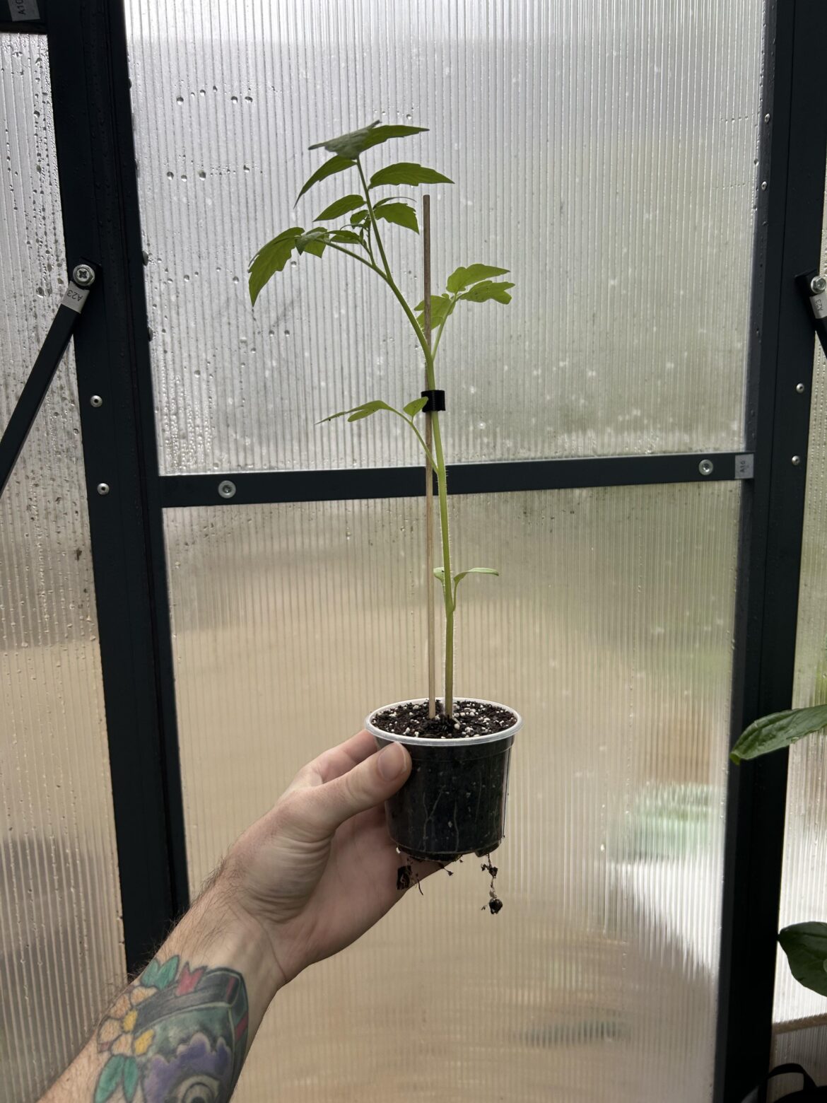 “Does this need to be potted up?”