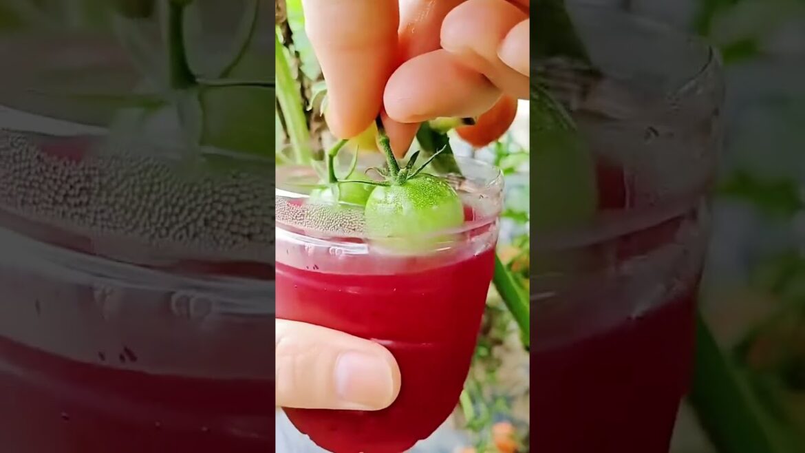 How to Make Your Tomatoes Taste Better! #shorts