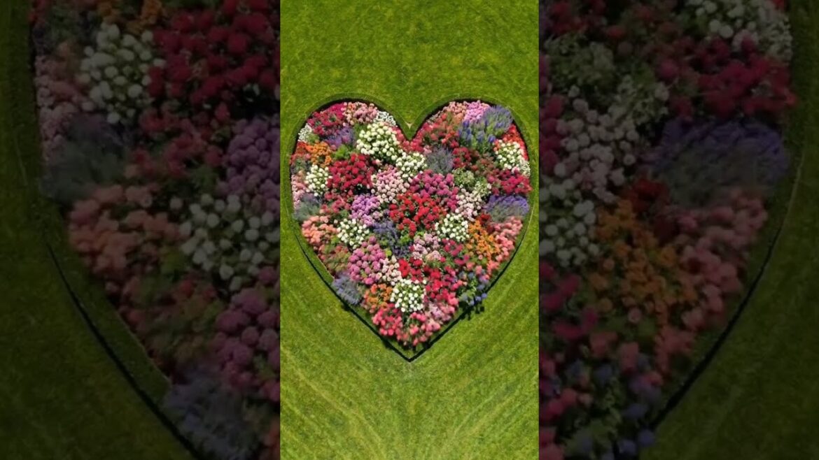 "From plain to PERFECT 💖 Watch this backyard transform into a heart-shaped masterpiece! 🌸✨ #bunker