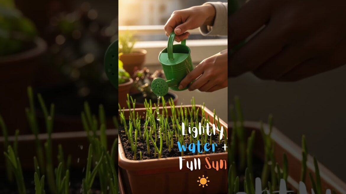 🌱 How & When to Plant Garlic in Containers | Easy Balcony Gardening Guide 🧄 🌱 How & When to Plant Garlic in Containers | Easy Balcony Gardening Guide 🧄