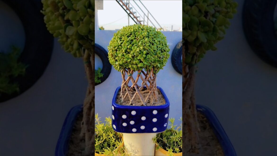 DIY jade plant unique design topiyari shape maintained ☘️#diy  #plants #garden  #decor