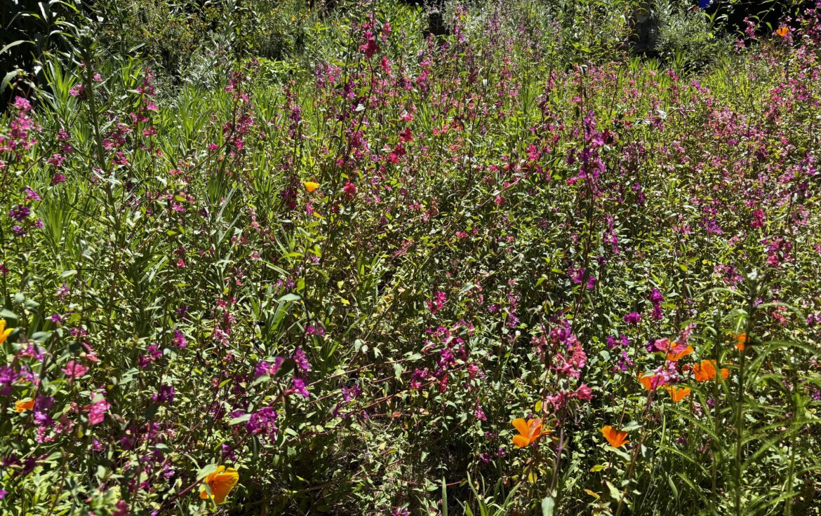 The backyard pocket prairie is blowin’ up in Oakland, CA