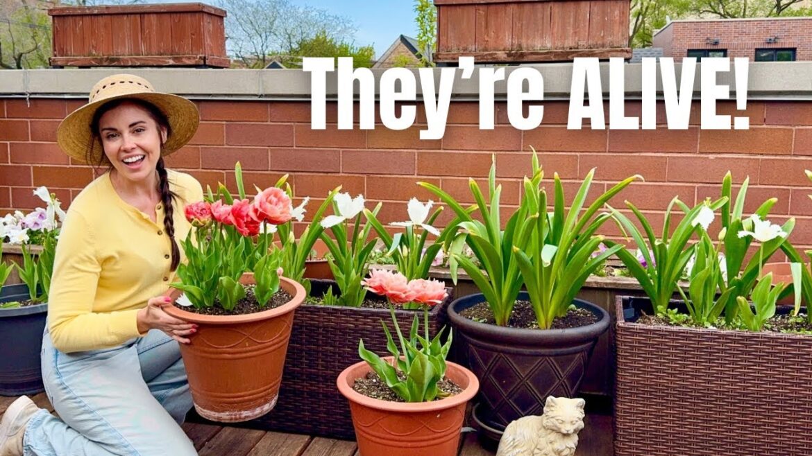 I FINALLY Stopped Killing Tulips In My Container Garden🌷 (It Was So Easy!)