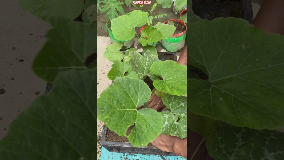 🎃 Super Fast Pumpkin Growing Method 🌱 | Crate Gardening + Powerful Organic Mix! 💥 #shorts #pumpkin