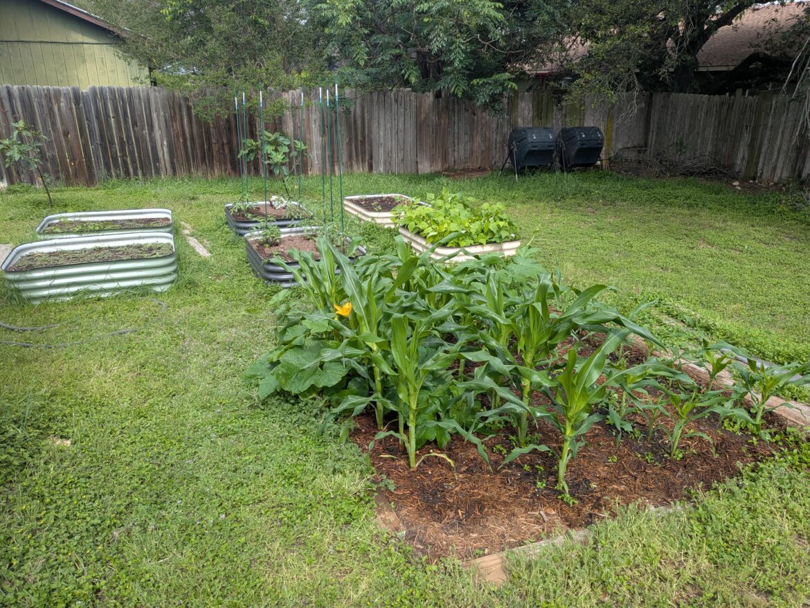 I like growing corn because I think it looks great in the garden