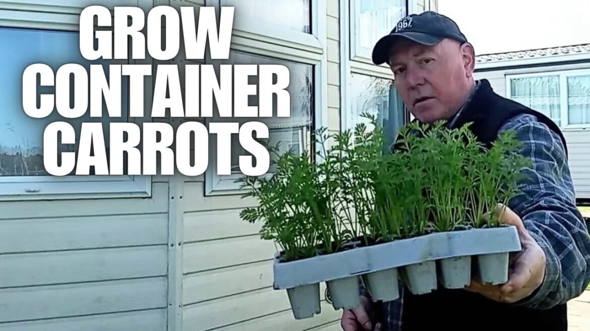 Time To Grow Container Carrots [Container Gardening ]