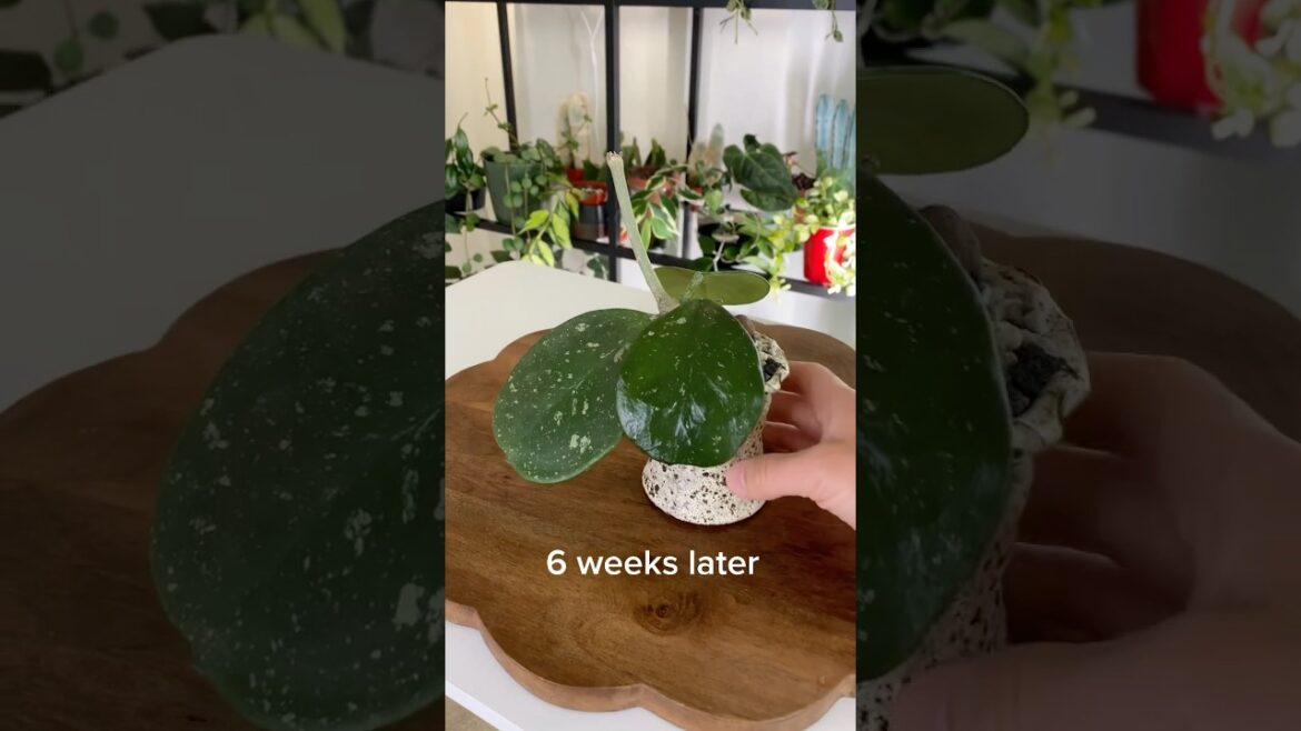 Handmade Self‑Watering Pot for Hoya Obovata | Ceramic Planter for Decor Minded Plant Lovers Handmade Self‑Watering Pot for Hoya Obovata | Ceramic Planter for Decor Minded Plant Lovers