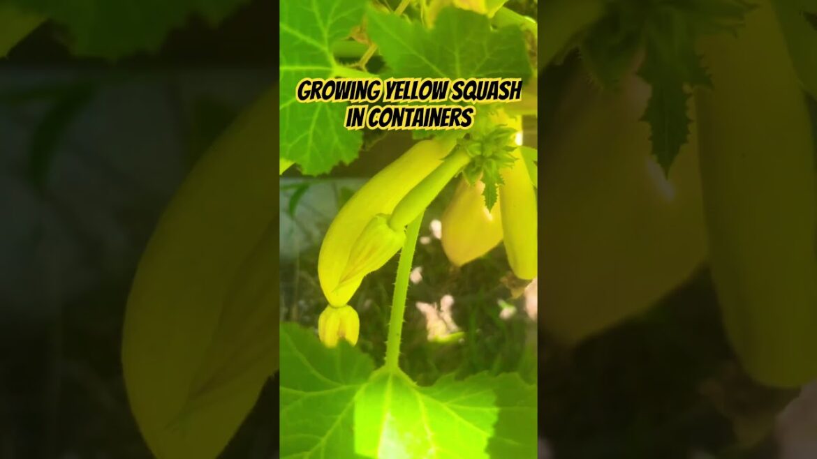 How to grow yellow squash in garden| summer squash #gardening #vegetablegardening #diygardening How to grow yellow squash in garden| summer squash #gardening #vegetablegardening #diygardening