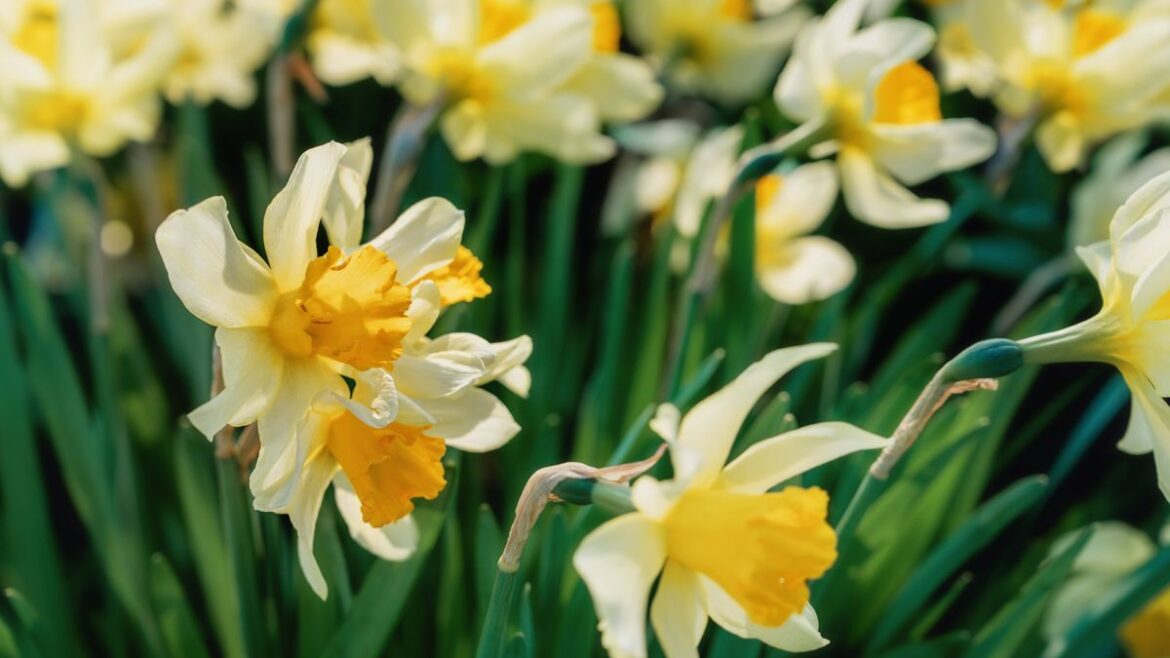 Daffodils will thrive year after year if you follow Alan Titchmarsh’s important tip Daily Mirror