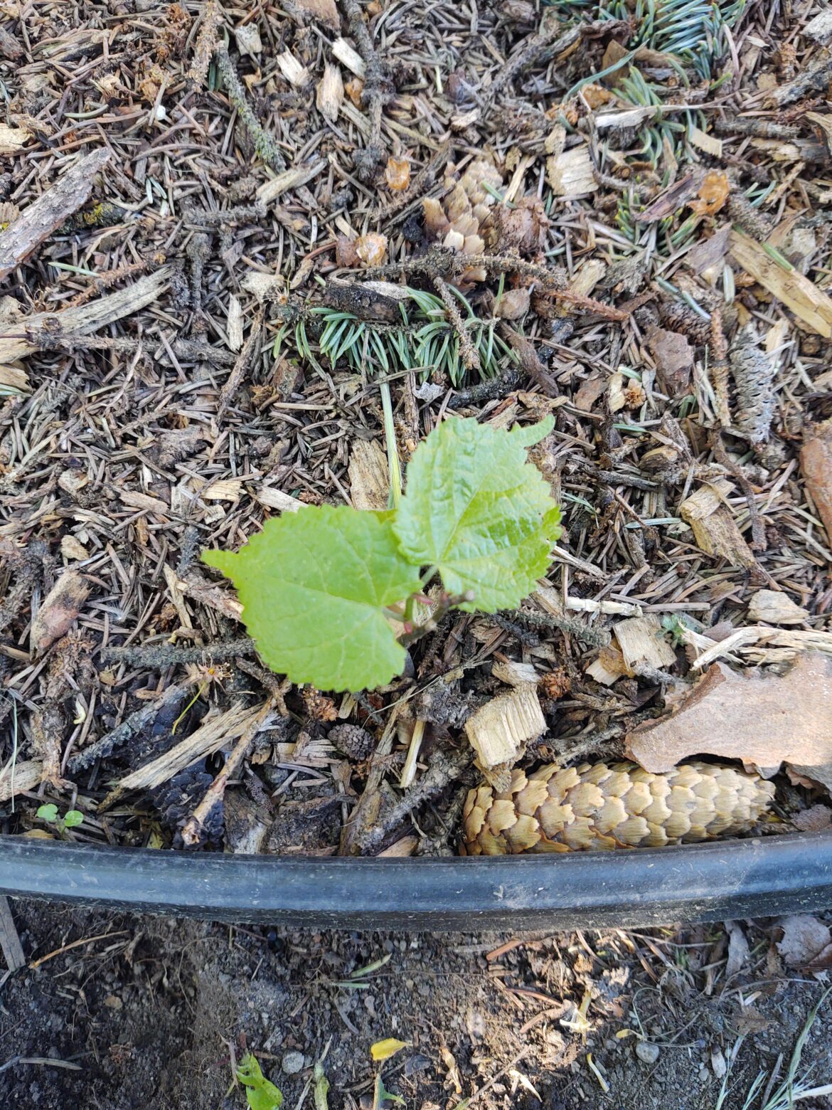 Did my Mulberry tree… have a baby?🤔 Did my Mulberry tree... have a baby?🤔