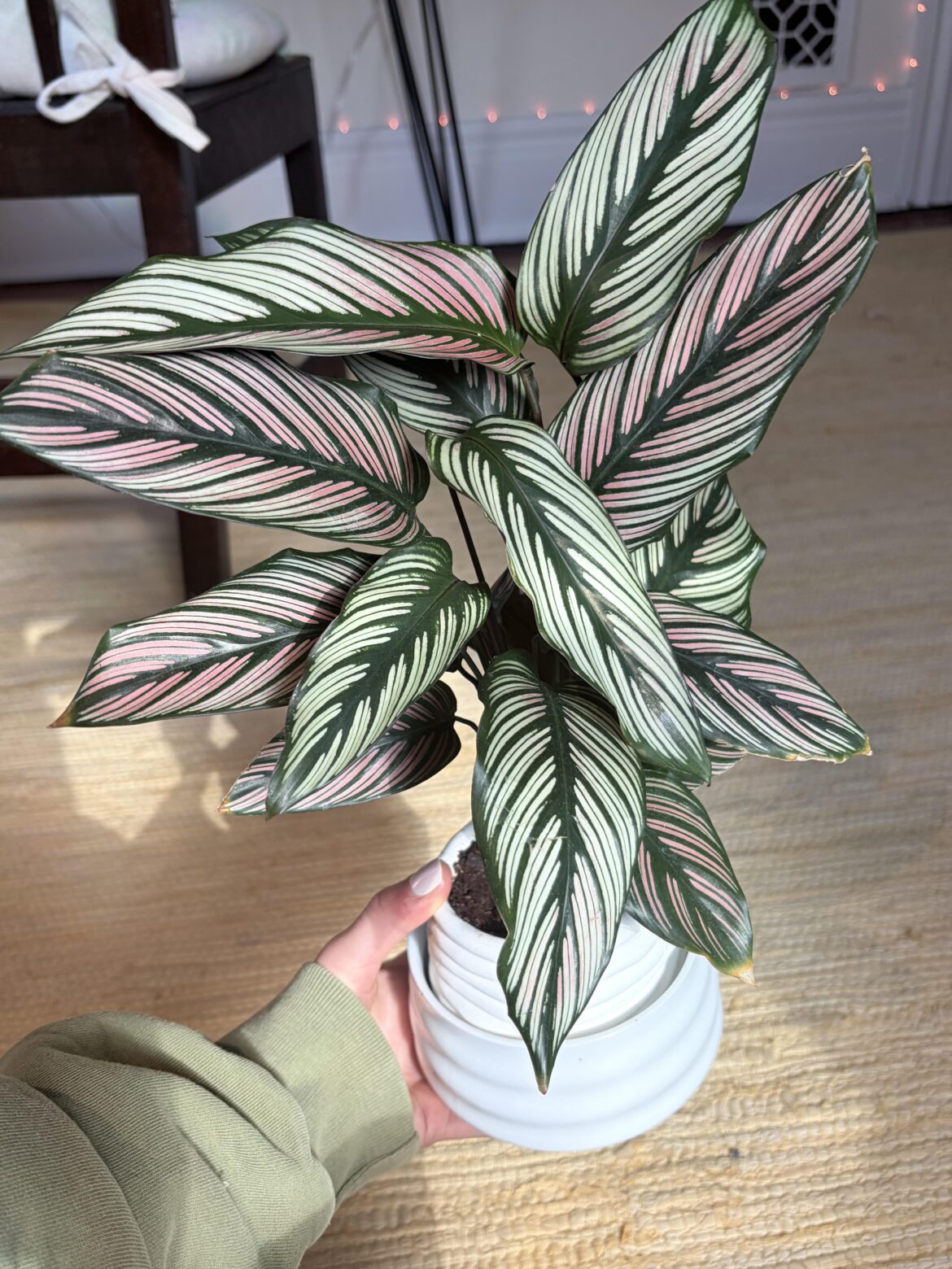 This is my favorite houseplant!