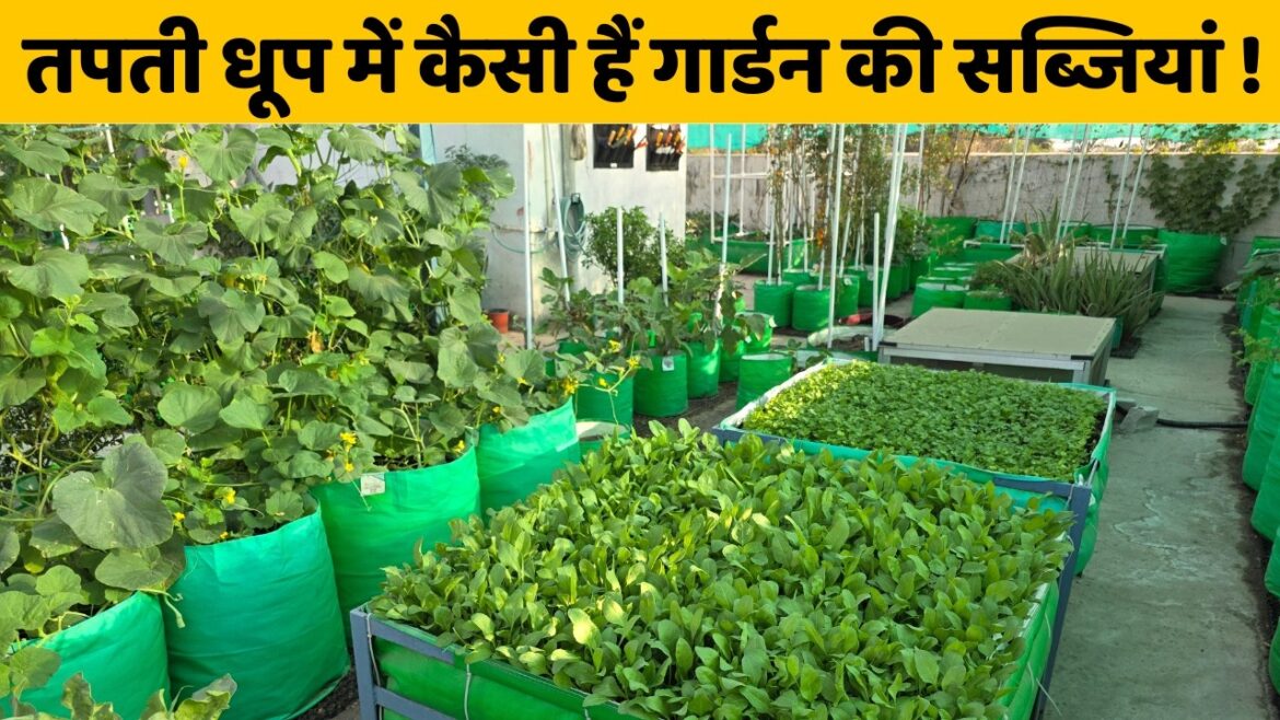 तपती धूप में कैसी हैं गार्डन की सब्जियां! Terrace Garden Tour in summer month in Hindi तपती धूप में कैसी हैं गार्डन की सब्जियां! Terrace Garden Tour in summer month in Hindi