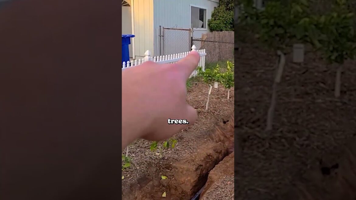 I made my shower water my orchard...