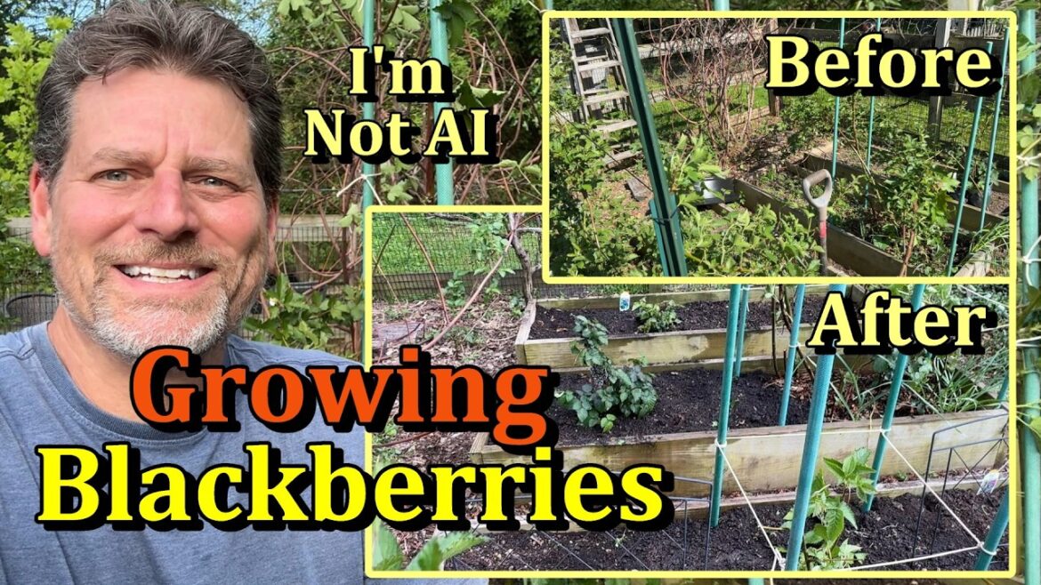 Gary Pilarchik: How to Plant New Blackberries & Care For Old Blackberry Plants (I Am Not AI-15 Year Content Creator) How to Plant New Blackberries & Care For Old Blackberry Plants (I Am Not AI-15 Year Content Creator)
