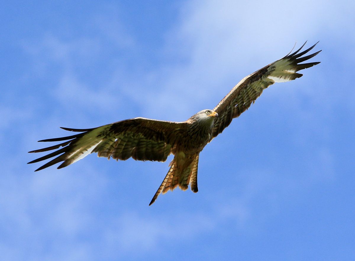 Red kite