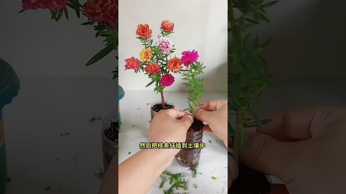 Wow beautiful portulaca flowers in pot #horticulture #gardenflowerplants #portulacaflower #gardeing