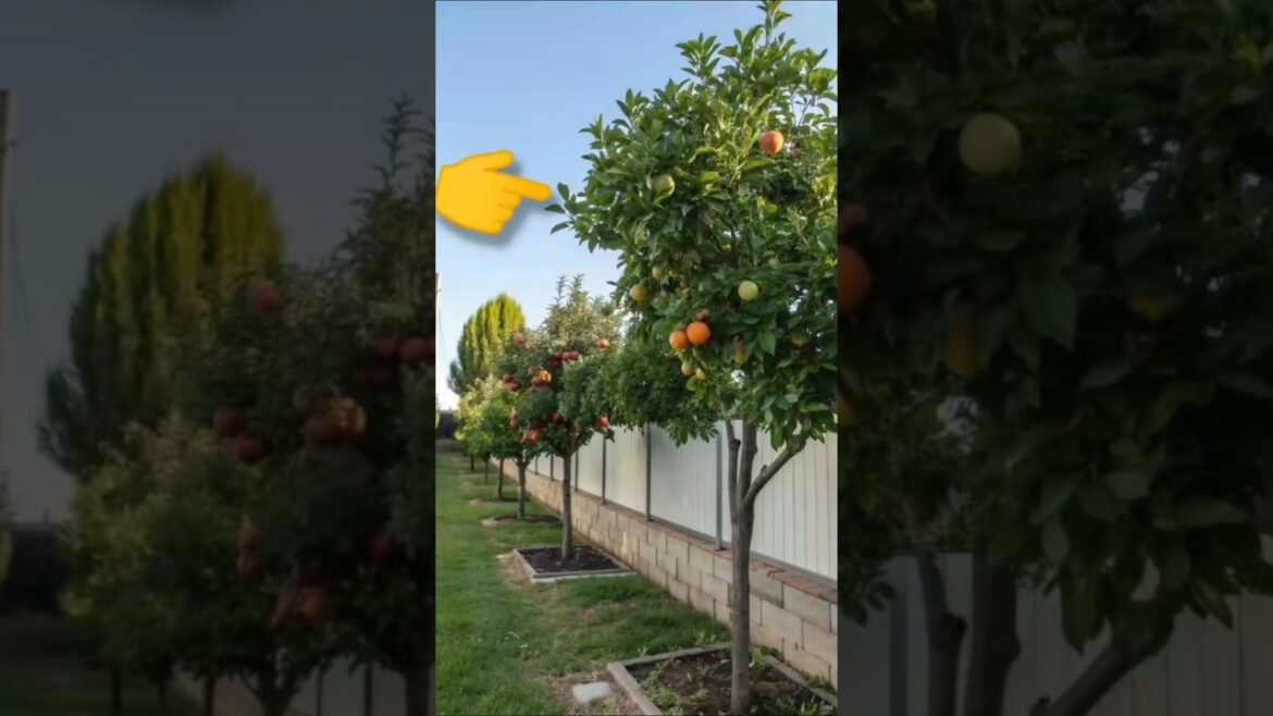 Garden like this!! #garden #trending #gardeningcare #ideas#bharat mahakur