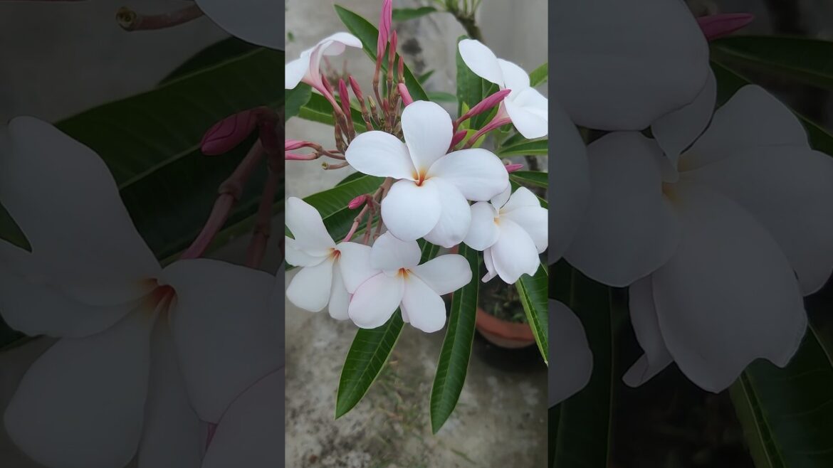 #trending #gardening #flowers #garden #plants #gardenflowers #shortvideo #shorts #viral #reels #trending #gardening #flowers #garden #plants #gardenflowers #shortvideo #shorts #viral #reels