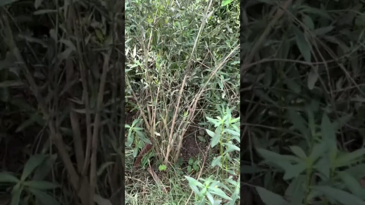 Gondi Local Berry Tree | Cordia gharaf | Edible | Engineer Ka Bagh #gardening #fruit #nature Gondi Local Berry Tree | Cordia gharaf | Edible | Engineer Ka Bagh #gardening #fruit #nature